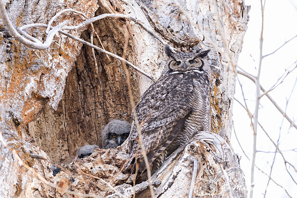 Great horned owl (Bubo virginianus) at nest, Montana