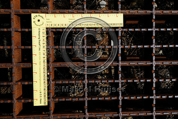 Dimensions of the modified bridge grate material used for wildlife guards sesigned to be a barrier for white-tailed deer (Odocoileus spp.), near Stevensville, Montana, USA