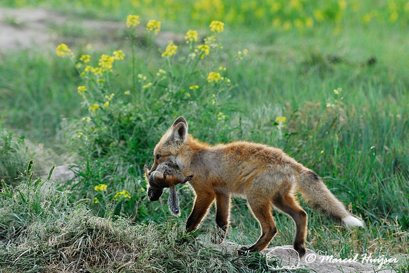 Red fox (Vulpes vulpes) kit carrying away and hiding prey (columbian ground squirrel), Montana, USA