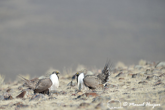 Greater sage-grouse (Centrocercus urophasianus) males fighting, Montana, USA