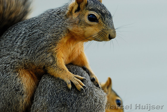 Eastern fox squirrels (Sciurus niger), Missoula, Montana, USA