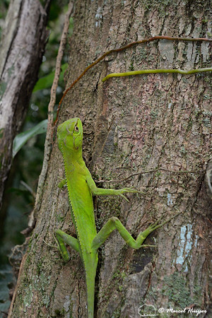 Ihering's Fathead Anole (Enyalius iheringii), Atlantic rainforest, Parque Estadual Carlos Botelho, São Paulo State, Brazil