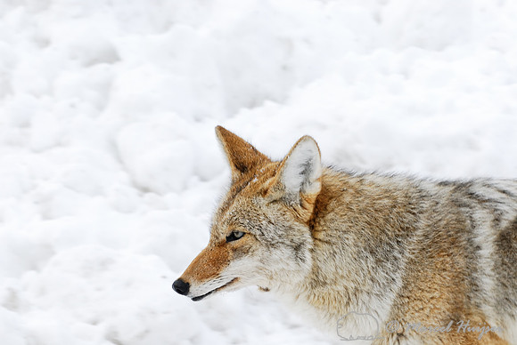 Coyote (Canis latrans) in the snow, Wyoming, USA