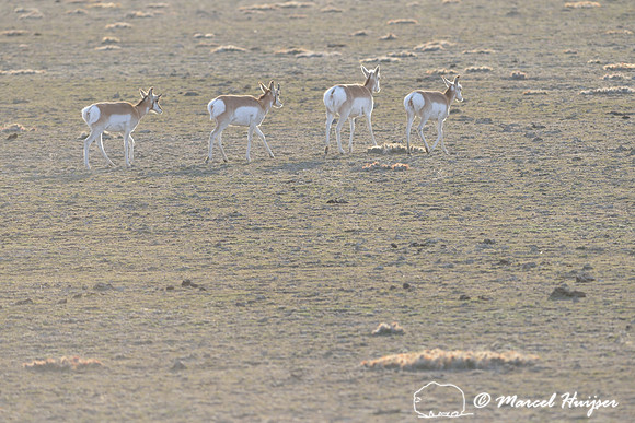 Pronghorn (Antilocapra americana), Montana, USA