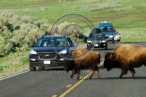 Bison (Bos bison) crossing the road, WY