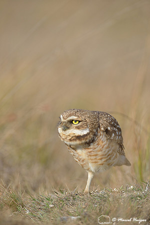Burrowing owl (Athene cunicularia), Estação Experimental e a Estação Ecológica de Itirapina, São Paulo, Brazil