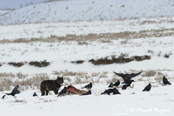 Black wolf (Canis lupus) with radio colar on elk carcass, Wyoming, USA