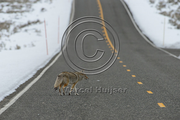 Coyote (Canis latrans) on road, Wyoming, USA