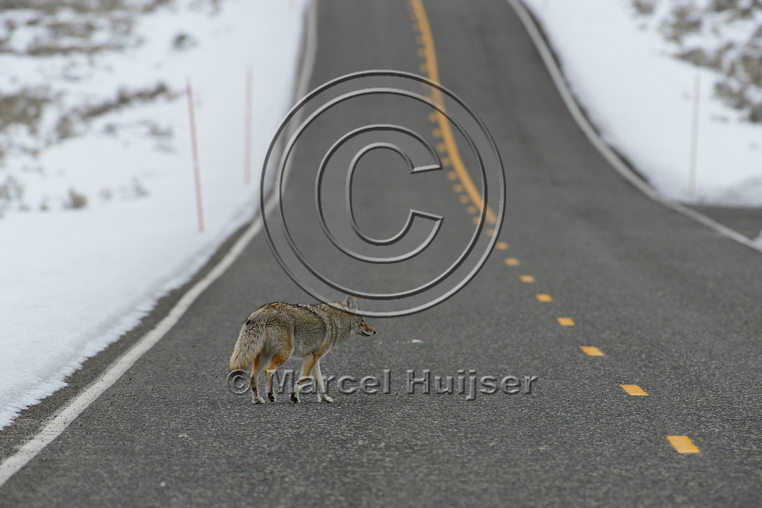 Coyote (Canis latrans) on road, Wyoming, USA