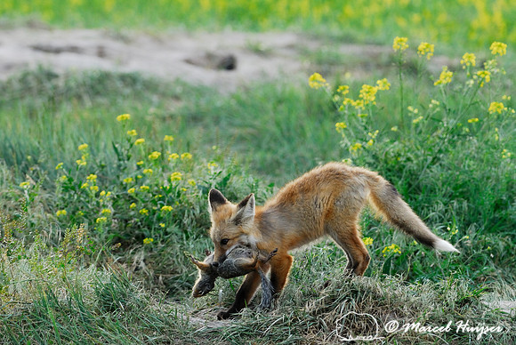 Red fox (Vulpes vulpes) kit carrying away and hiding prey (columbian ground squirrel), Montana, USA