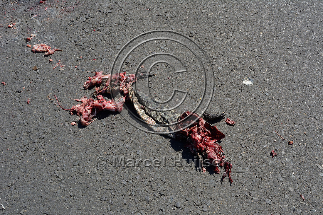 Tegu lizard (Tupinambis merianae) roadkill, north of Mostardas, Rio Grande do Sul, Brazil