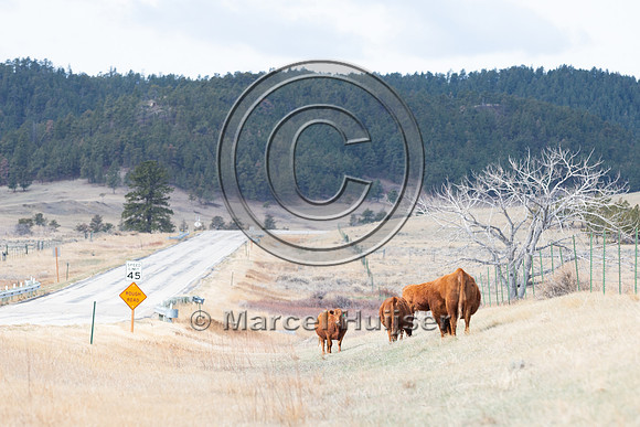 Cattle along the road, near Zortman, Montana