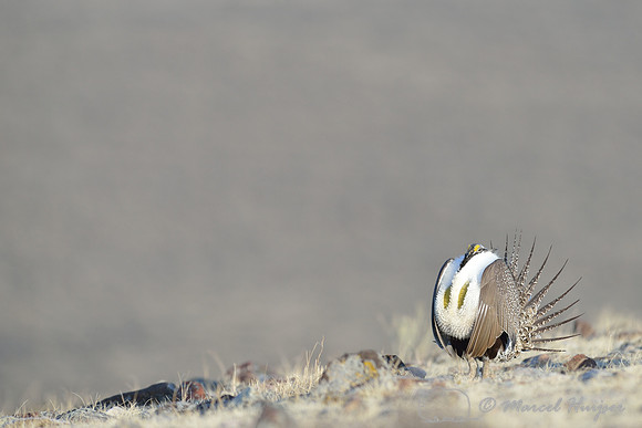 Greater sage-grouse (Centrocercus urophasianus), Montana, USA