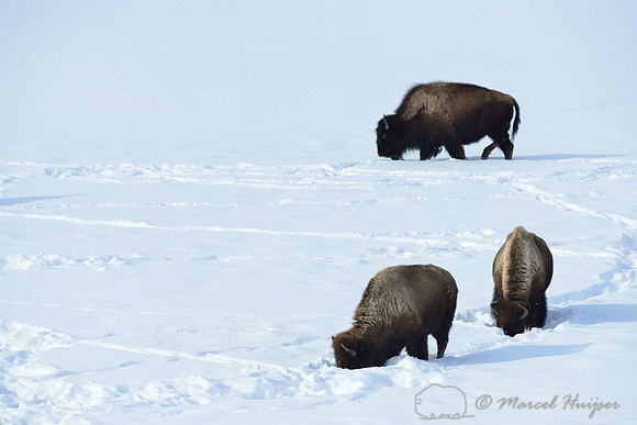 Bison (Bison bison) in the snow, Wyoming, USA
