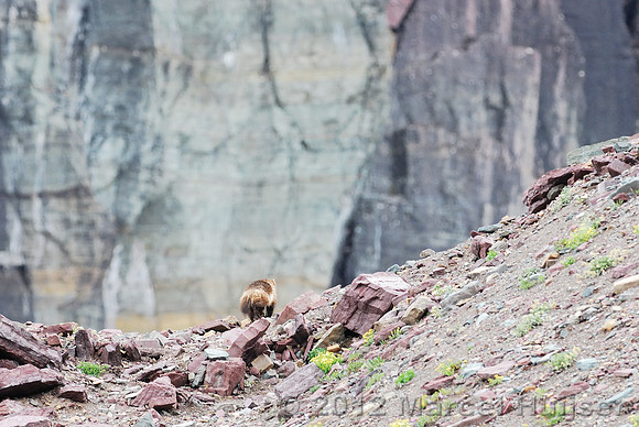 Wolverine (Gulo gulo), Montana, USA
