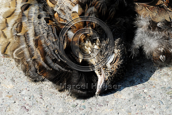 Ruffed grouse (Bonasa umbellus) roadkill, MT