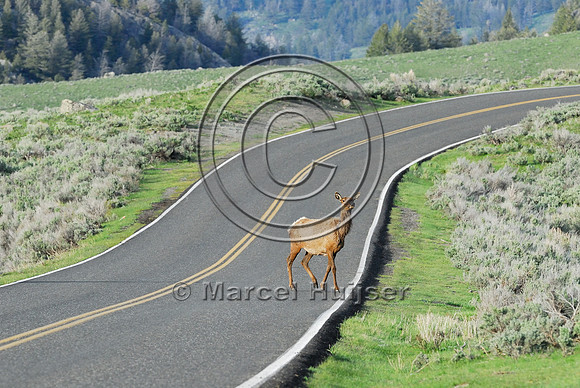 Elk (Cervus canadensis) approaching and crossing road, WY