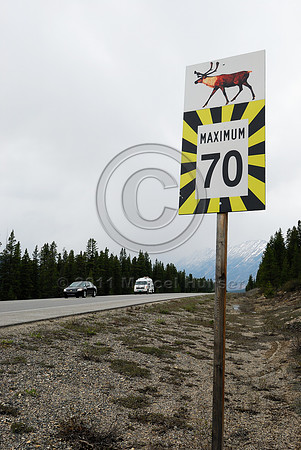 Caribou (Rangifer tarandus) warning sign and maximum speed limit 70 km/h, AB