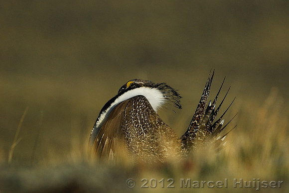 Male sage grouse (Centrocercus urophasianus) in a lek and displaying, near Bannack, Montana, USA