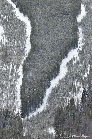 Cut forest and regrowth in the snow, Montana, USA