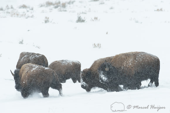 Bison (Bison bison) in snow storm, Wyoming, USA