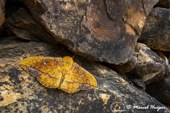Large moth at guard station Casca d'Anta, Parque Nacional Serra da Canastra, Minas Gerais, Brazil