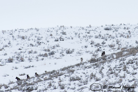 _DSC1603 Wolves (Canis lupus), Lamar Canyon Pack February 2015, Yellowstone National Park, Wyoming, USA
