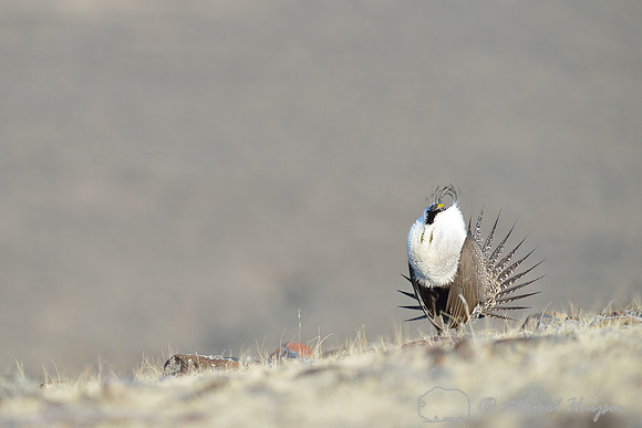 Greater sage-grouse (Centrocercus urophasianus), Montana, USA