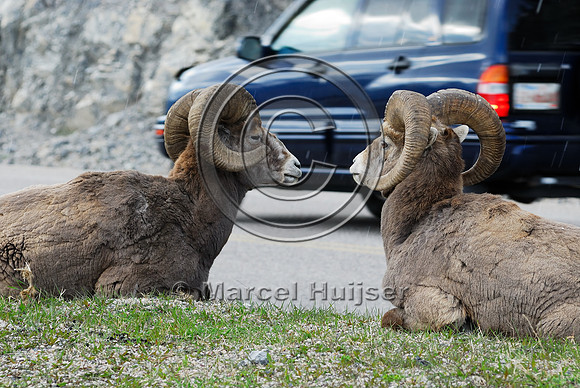 Bighorn sheep (Ovis canadensis) lying and ruminating in right-of-way next to road, AB