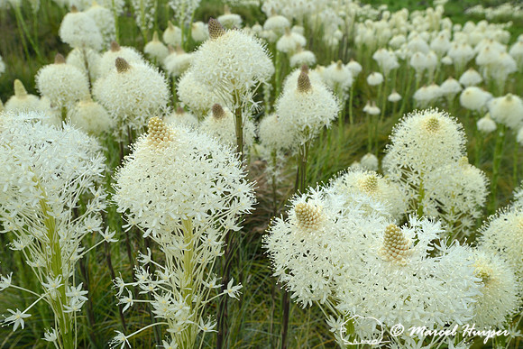 Beargrass (Xerophyllum tenax), Lolo Pass area, Idaho, USA