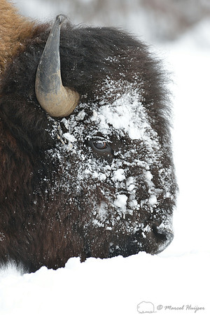 Bison (Bison bison) moving head side to side to move snow to access vegetation under the snow, Wyoming, USA