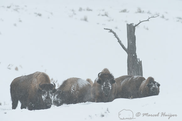 Bison (Bison bison) in snow storm, Wyoming, USA