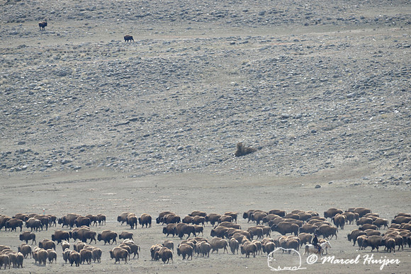 Bison (Bison bison) being herded back towards Yellowstone National park, between Gardiner and Yankee Jim Canyon, Montana, USA