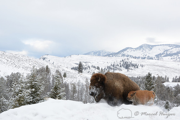 Bison cow and calf (Bison bison) running through snow, Wyoming, USA