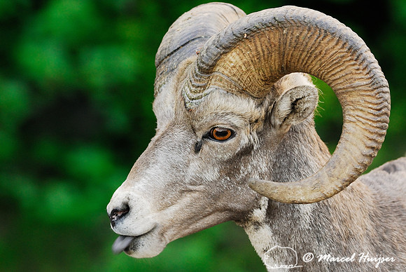 Bighorn sheep (Ovis canadensis) ram, British Columbia, Canada