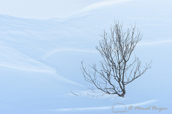 Birch tree (Betula sp.) in snow, Dovrefjell National Park, Norway