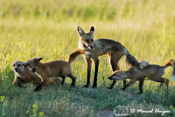 Red fox (Vulpes vulpes) kits playing after adult arrived back at den, Montana, USA