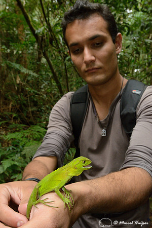Ihering's Fathead Anole (Enyalius iheringii) and our guide Willian, Atlantic rainforest, Parque Estadual Carlos Botelho, São Paulo State, Brazil
