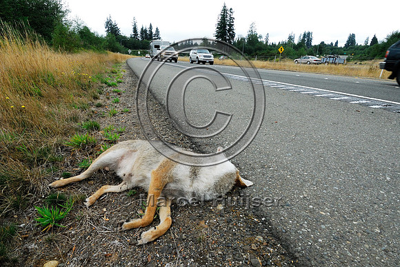 Coyote (Canis latrans) roadkill, WA