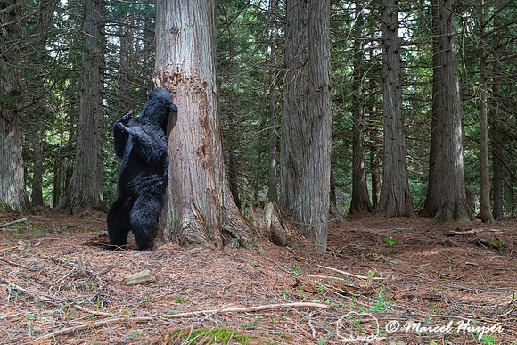 American black bear (Ursus americanus) at rub tree, Montana