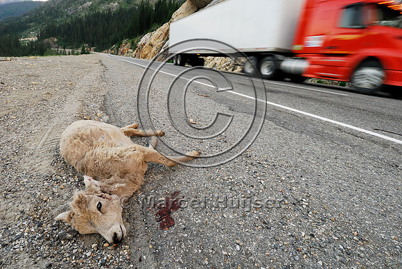 Bighorn sheep (Ovis canadensis) lamb roadkill after licking roadsalt on road shoulder, British Columbia, Canada