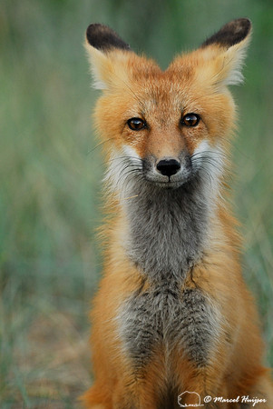 Portrait of red fox (Vulpes vulpes) kit, Montana, USA
