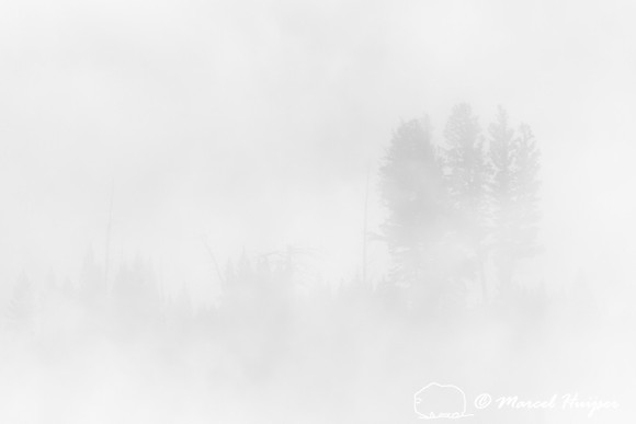 Trees and cliffs in morning fog above Yellowstone River at Tower