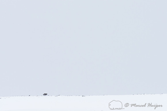 _DSC1953 Black wolf (Canis lupus) on snowy ridge, Lamar Canyon Pack February 2015, Yellowstone National Park, Wyoming, USA