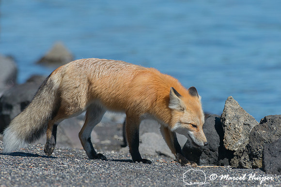 Red fox (Vulpes vulpes), Wyoming, USA