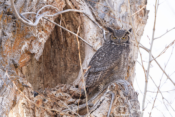 Great horned owl (Bubo virginianus) at nest, Montana