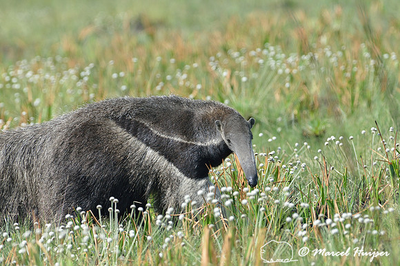 Giant anteater (Myrmecophaga tridactyla), Parque Nacional da Serra da Canastra, Minas Gerais, Brazil