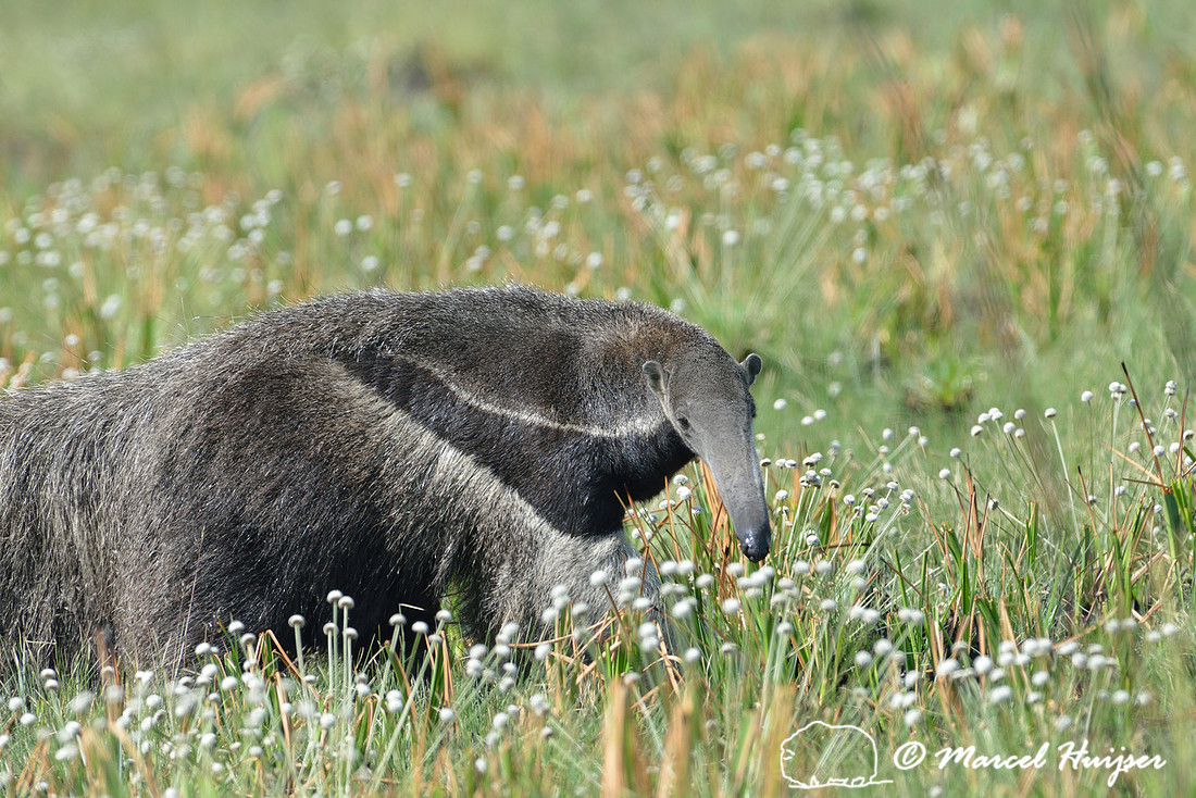 Giant anteater (Myrmecophaga tridactyla), Parque Nacional da Serra da Canastra, Minas Gerais, Brazil
