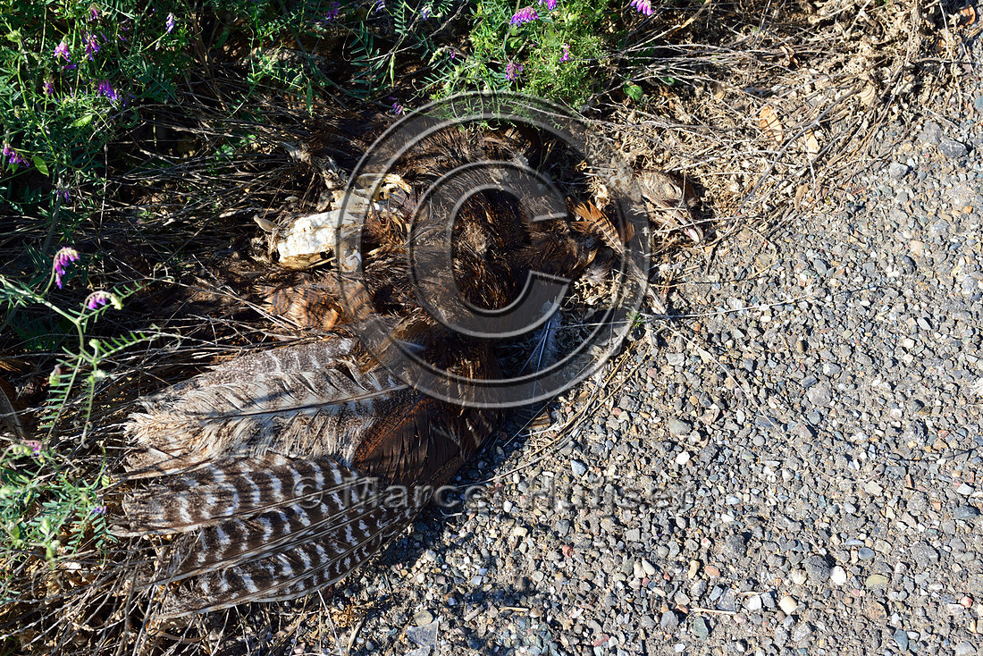 Wild Turkey (Meleagris gallopavo), near Jackson, California, USA