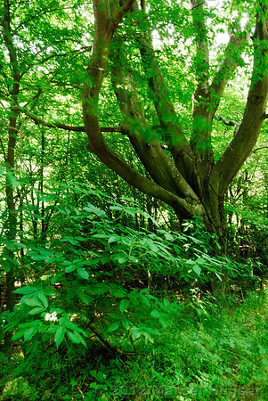 Beech (Fagus sylvaticus) tree moving in wind, Bulgaria